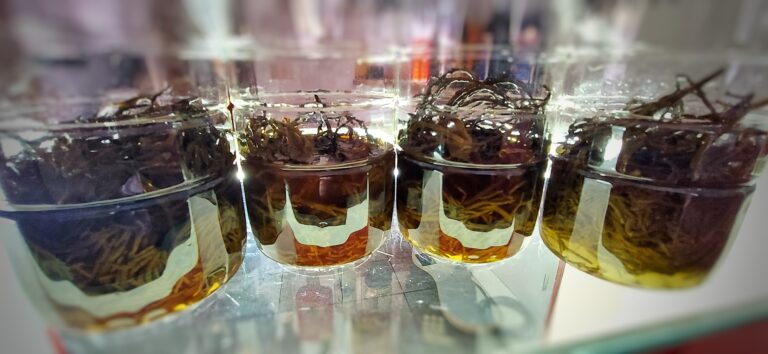 Esperimenti con salicornia